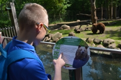 Jakub czyta informacje o niedzwiedziu brunatnym.