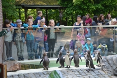 Siedem pingwinków oczekuje na rybki.
