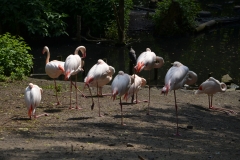 Flamingi.